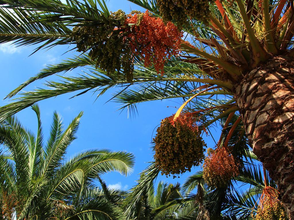 Finca Hotel Rural Predio Son Serra Can Picafort  Kültér fotó